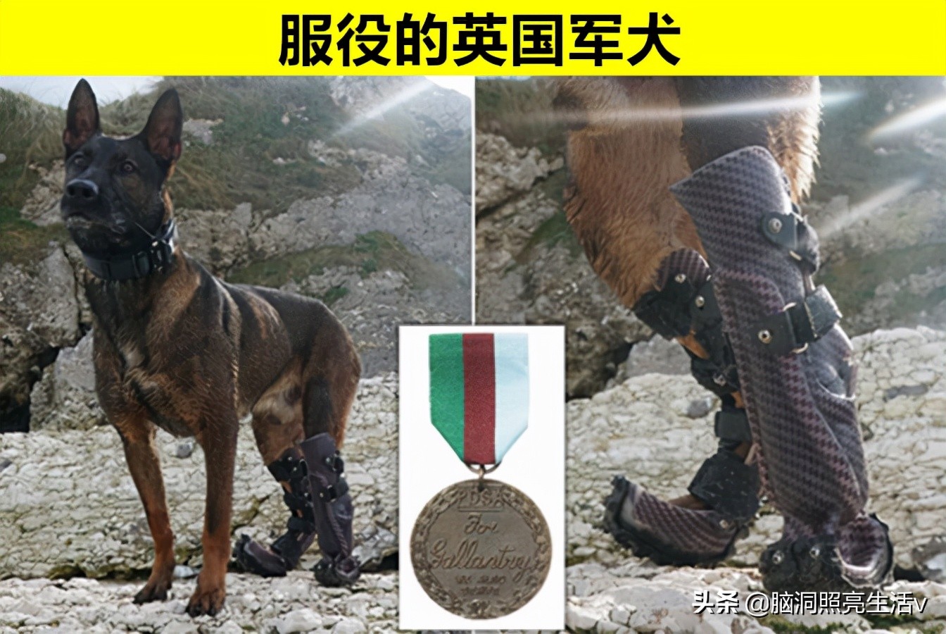 动物界的超级英雄?因为做出杰出贡献,而获得至高荣誉的7个动物