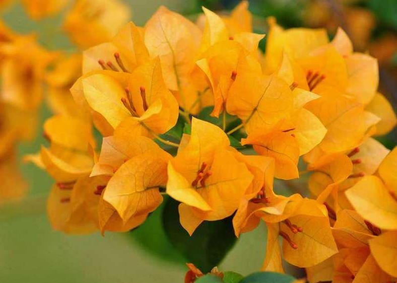 冻伤的三角梅还能施肥吗,三角梅花叶都冻伤了怎么办