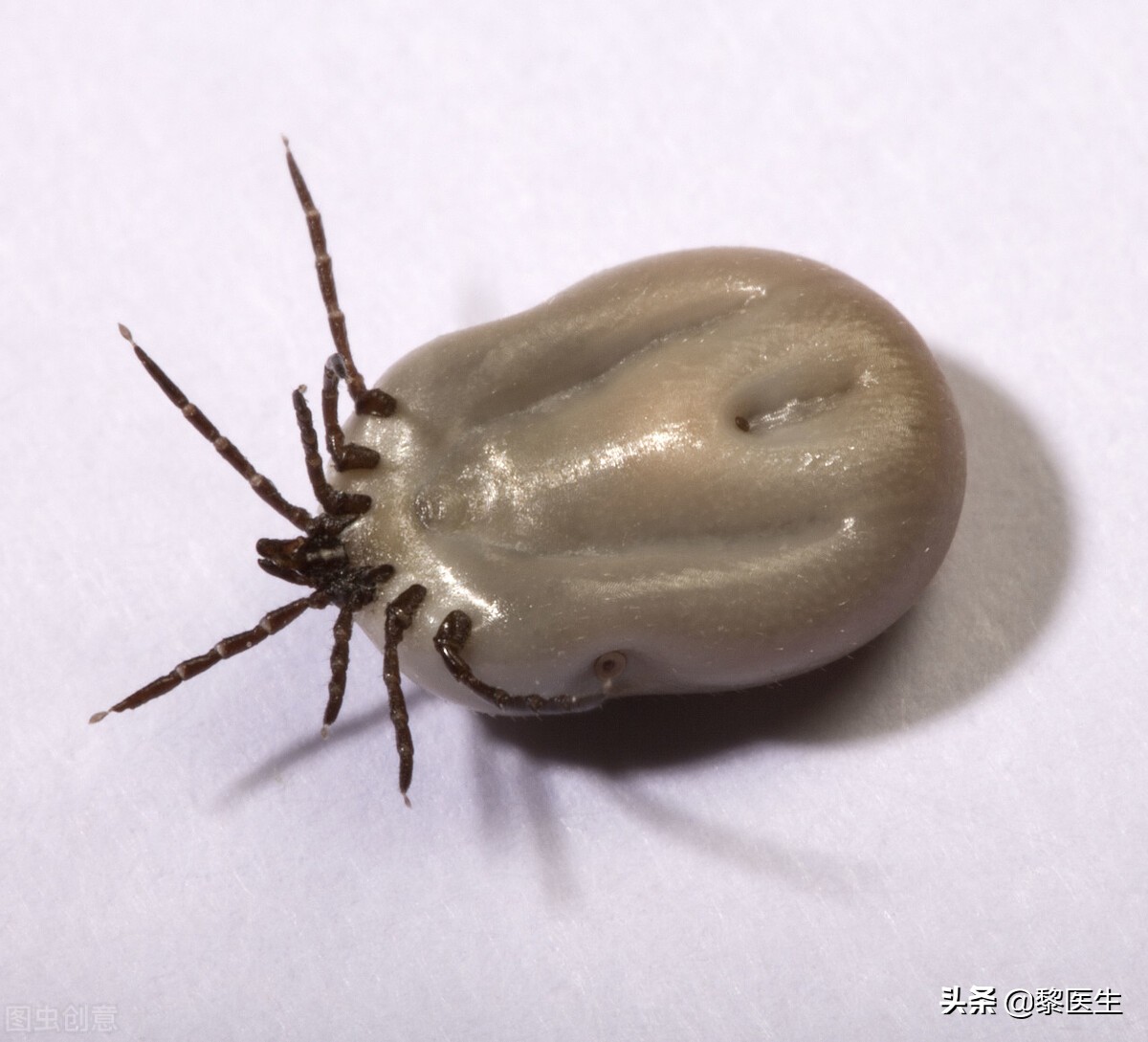 被蜱虫咬了后进icu多久可以恢复,男子被蜱虫咬后进了icu