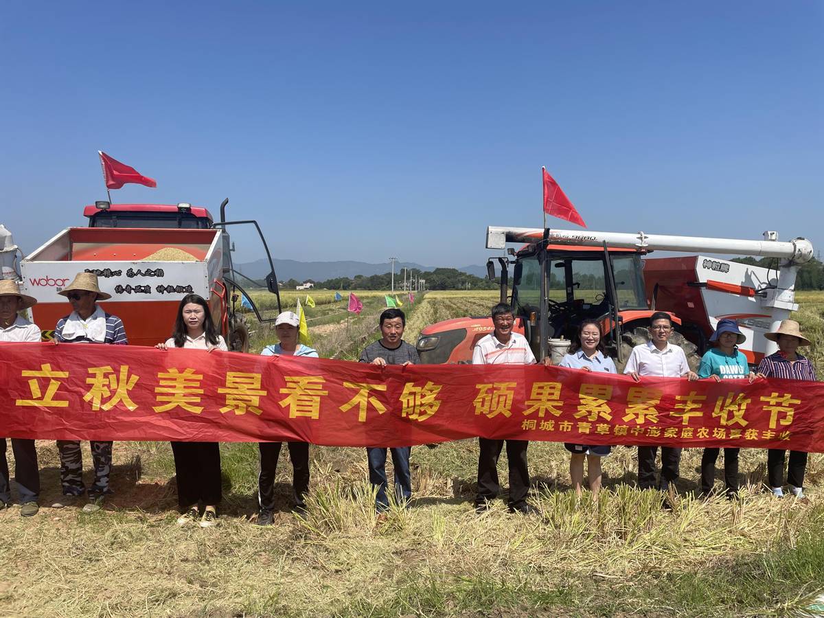 水稻丰收喜洋洋,水稻收获喜丰收