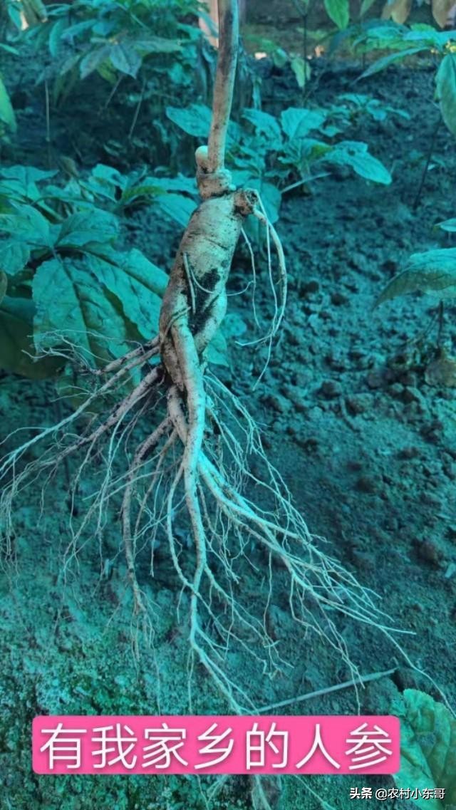 全国一村一品示范村镇第九批,全国一村一品示范村镇名单公布