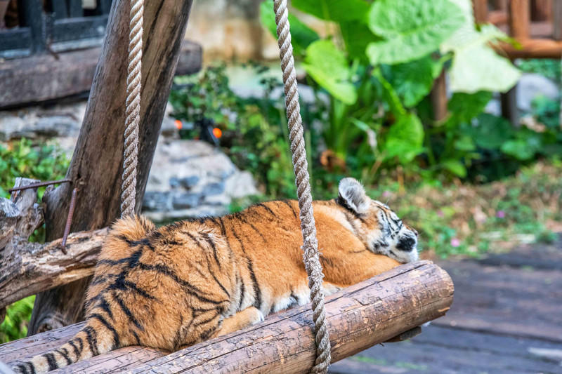 玩转广州长隆野生动物世界之行,广州长隆动物世界游玩攻略图