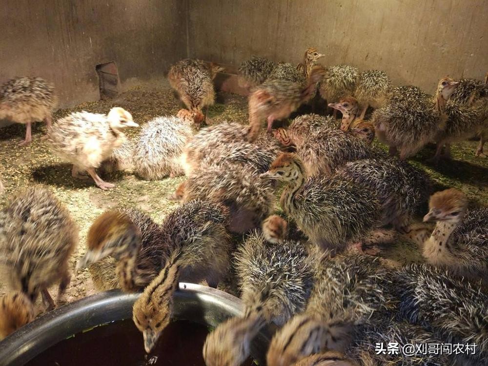 一个蛋卖几万,养殖户鸡蛋一斤赚多少钱