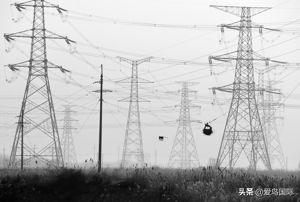 观鸟大年,观鸟大年免费