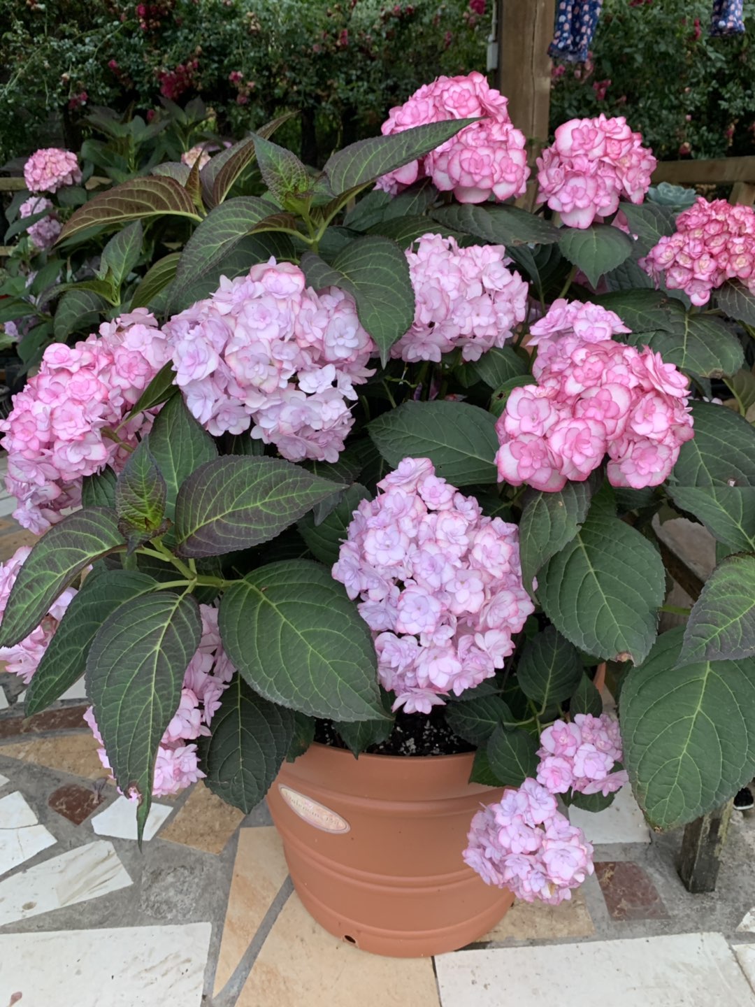 阳台美丽绣球花,阳台花卉球根花卉