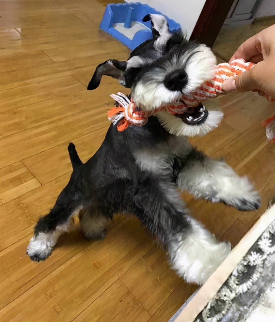 想养狗雪纳瑞,快看雪纳瑞如何养出漂亮的白胡子