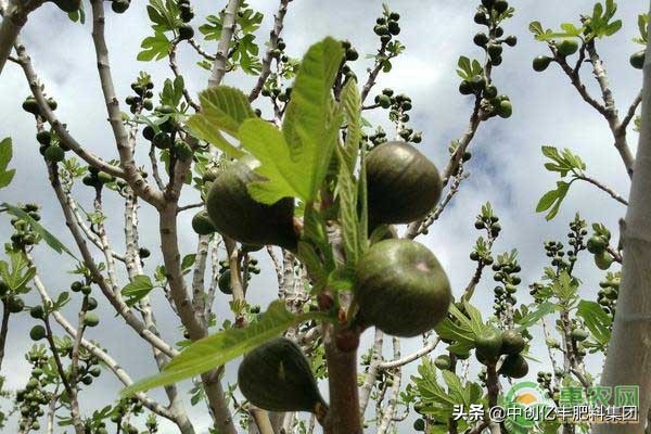 无花果的最新品种种植与介绍,陕西适合种植什么品种无花果