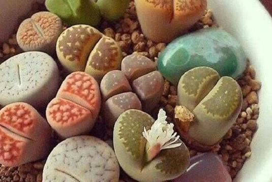 盆栽土如何处理,盆栽土表层全都是根怎么处理