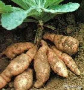 野生地黄跟种植地黄药效差别多大,地黄种植的功效