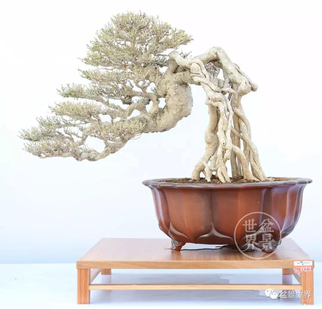 根艺盆景大全欣赏,文人根艺盆景精品大全图