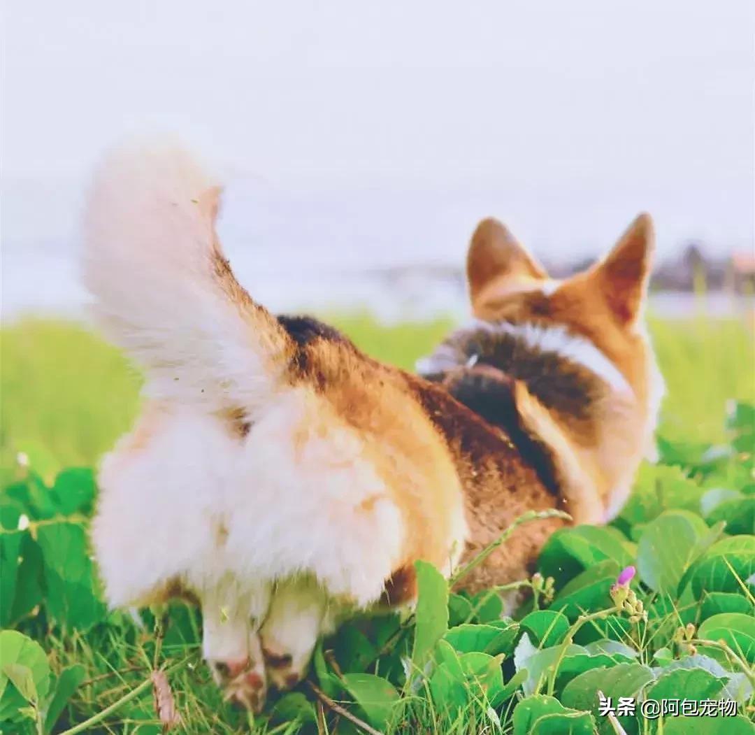 2019柯基国家展,首届柯基