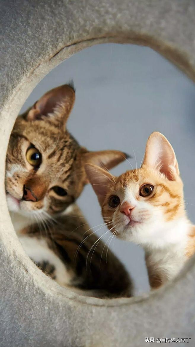 猫咪喂食的正确方法和注意事项,怎么给猫咪喂猫粮才有食欲