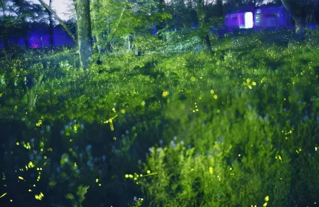 丽水上热搜,浙江丽水现萤火虫星海