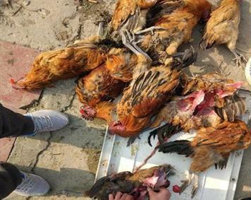 养鸡如何防止球虫,球虫病没有药怎么办