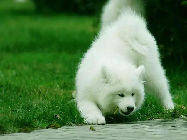 推荐各种狗狗的类型,10种有型罕见的狗狗
