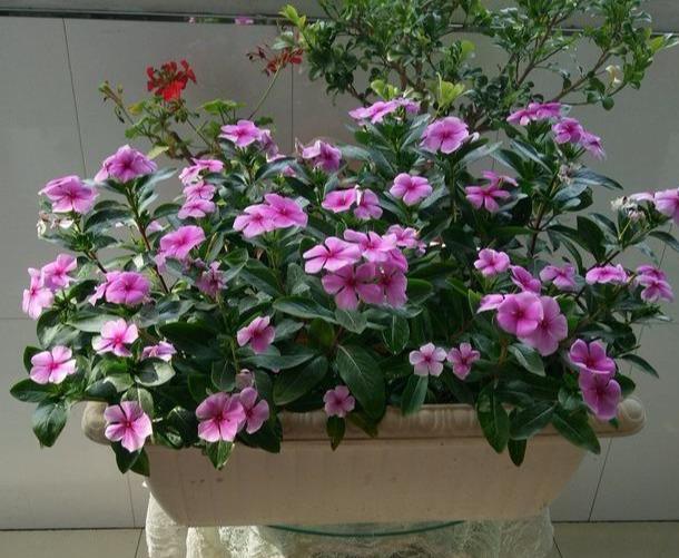 生活在钢筋水泥的丛林里,生活在钢筋水泥里