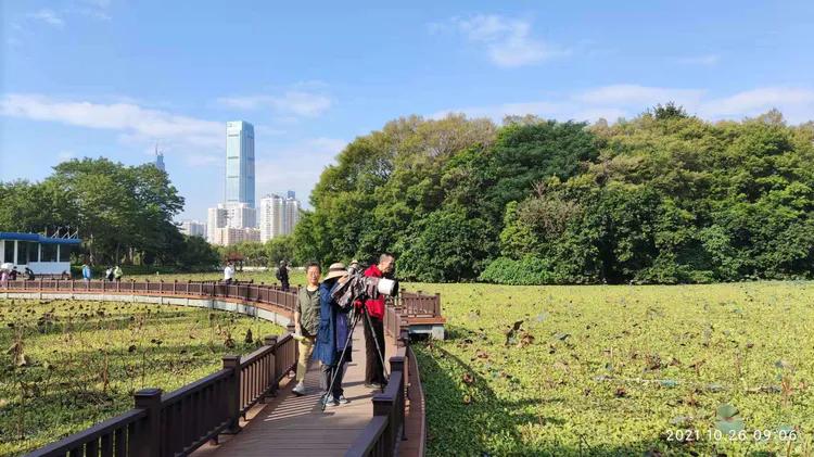 洪湖荷花仙子,洪湖公园蜻蜓