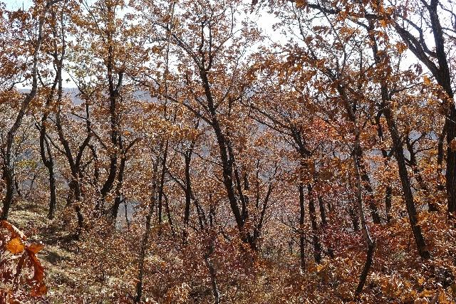 橡木=白橡木=北美白橡木？这种被冒充最多的家具木材，你了解吗？