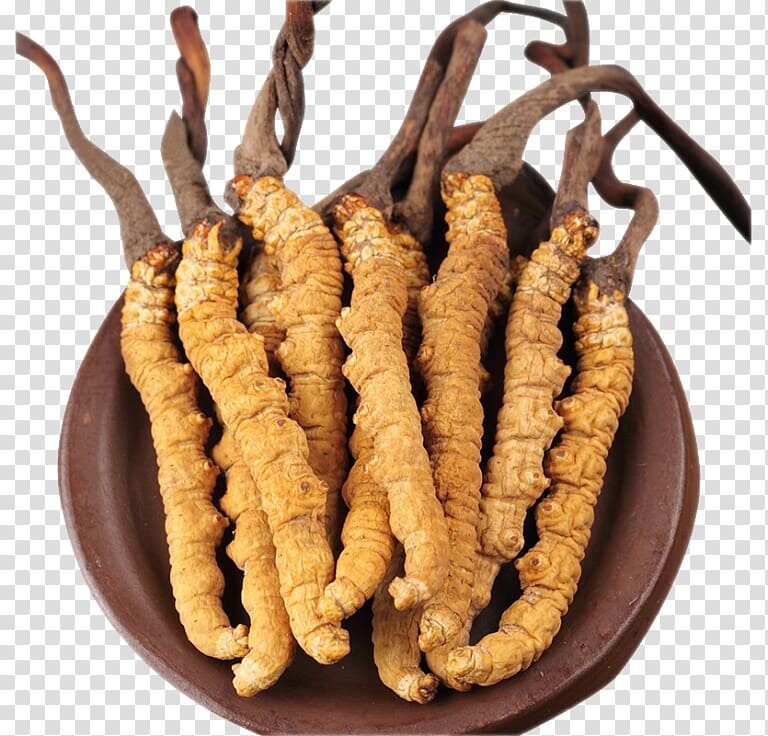 世界上最贵的几种蘑菇是什么菇,世界上最贵的五种蘑菇