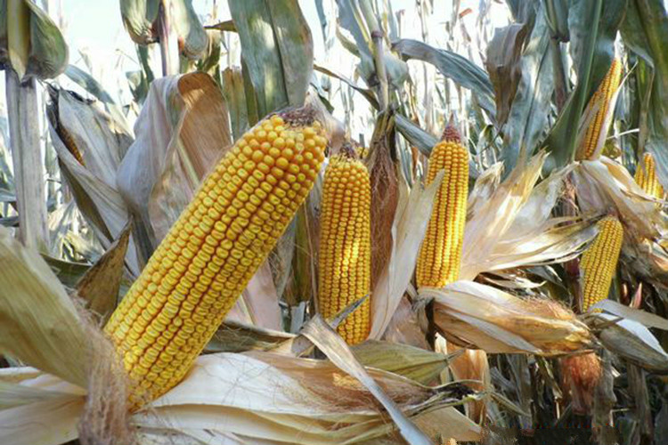 棒大、早熟、强抗倒，农民拿着袋子找，这个玉米品种在河南火了