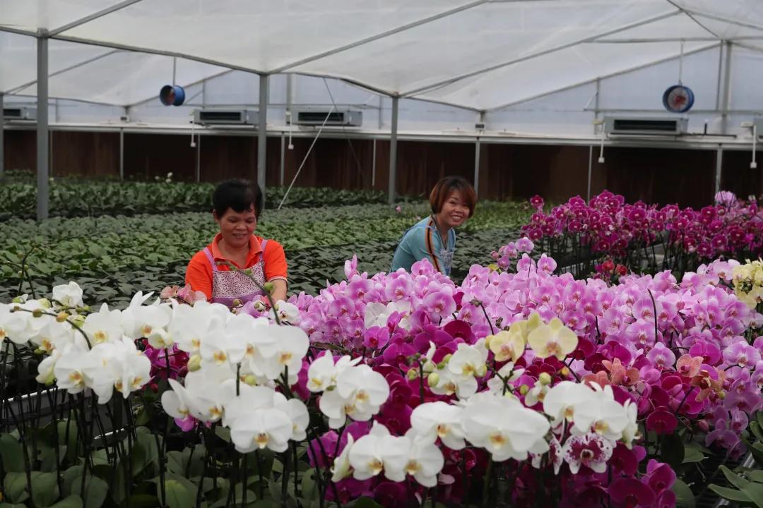 博罗蝴蝶兰种植基地,农业科技生态园蝴蝶兰种植基地