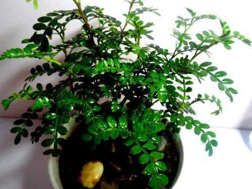 胡椒木盆景的养殖方法和技术图片,胡椒木盆景的造型都有哪些