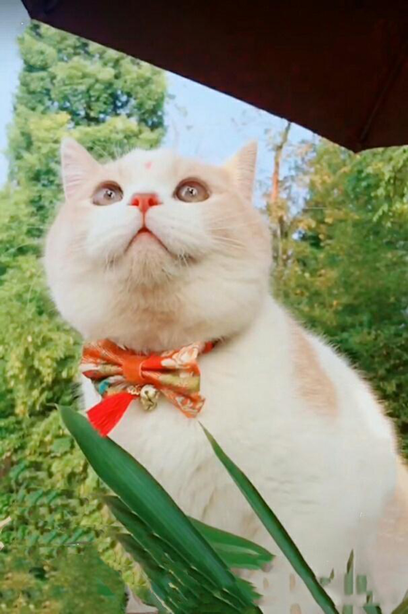 这只乳白英短，在摄影师主子镜头前，竟然活成了贵妃相，美翻了