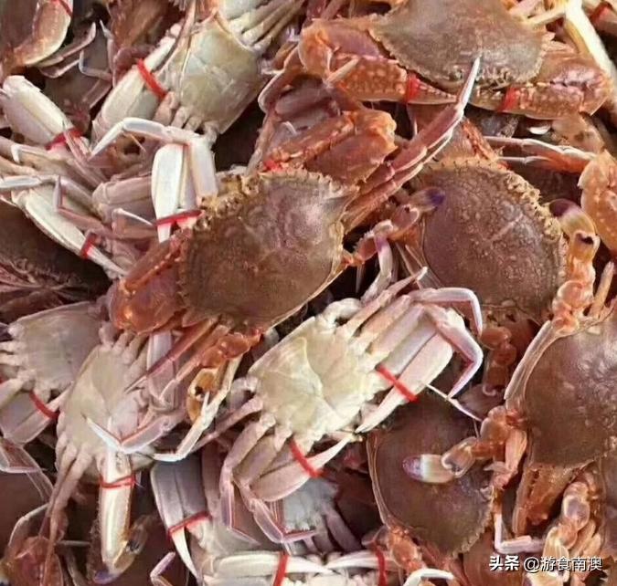 南澳岛看到的蟹是什么蟹,南澳蟹类大全