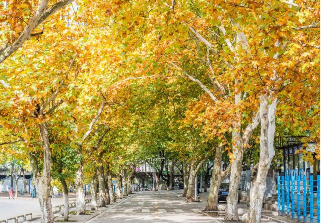 高考中南大学,高考结束来看看学生们的分数