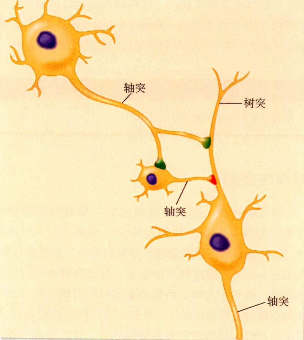 心理学的生物学基础知识,生物心理学知识书籍