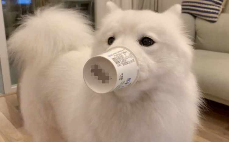 狗狗可以喝只有生牛乳的牛奶吗,幼狗狗可以喝脱脂牛奶吗