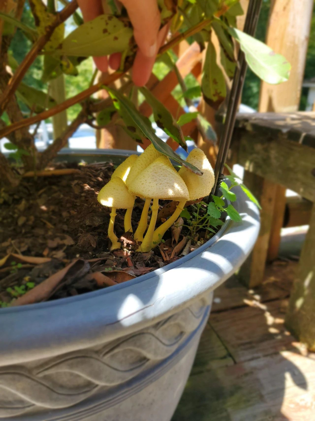 杜鹃花成了光杆戴上塑料袋能活吗,杜鹃花掉花苞后如何管理