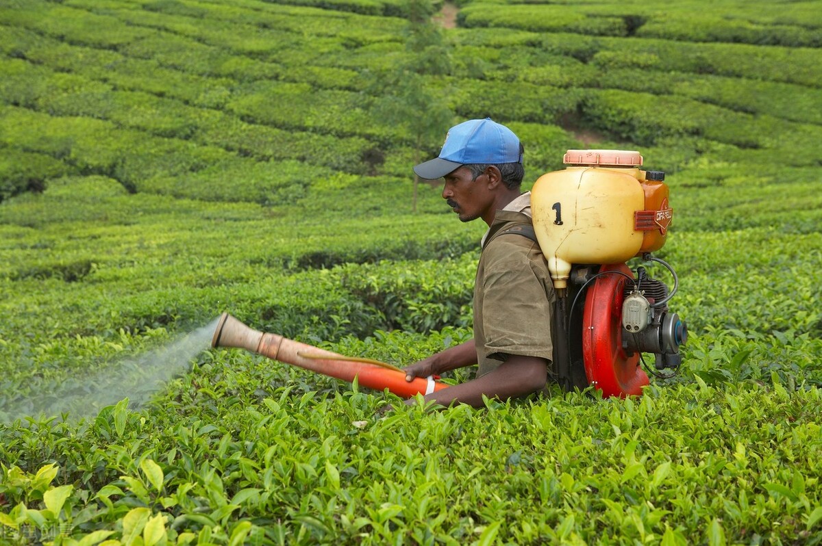 印度人说咖喱味英文,印度英语咖喱味日本英语什么味