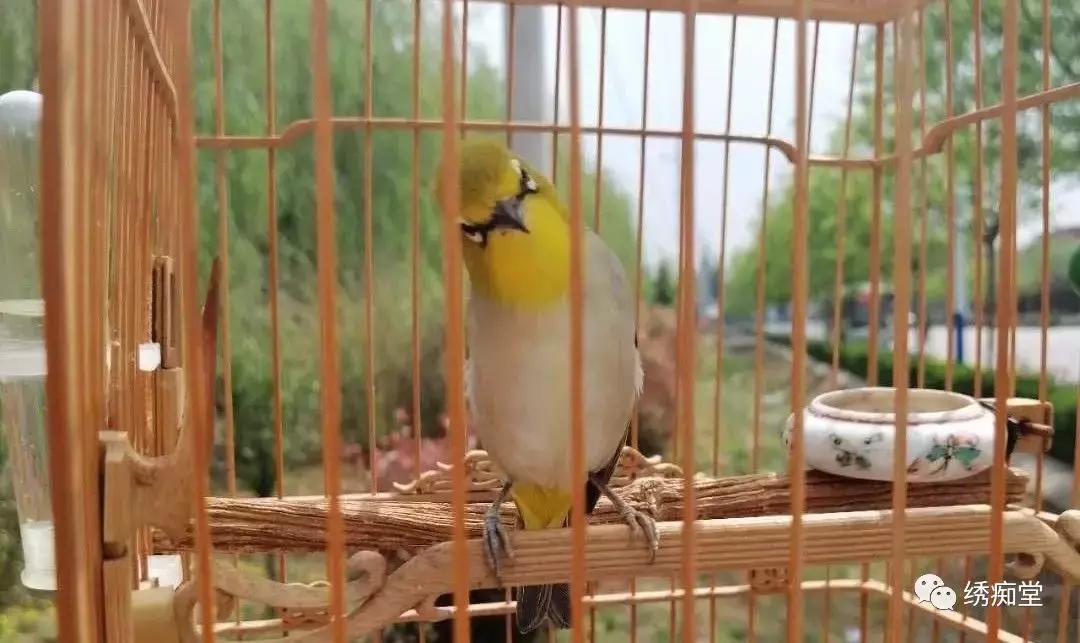 幼鸟指南合集,幼鸟指南原版