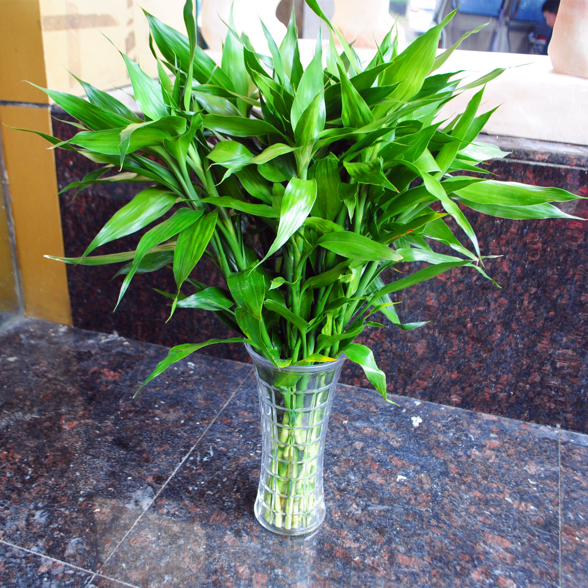 富贵竹爱长红蜘蛛吗,富贵竹黄叶爱喝什么水