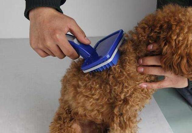 泰迪狗怕热吗夏天,泰迪犬残酷的真相