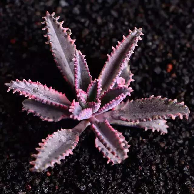 推荐轻松玩转100种常见多肉植物,700种多肉植物图鉴pdf百度云