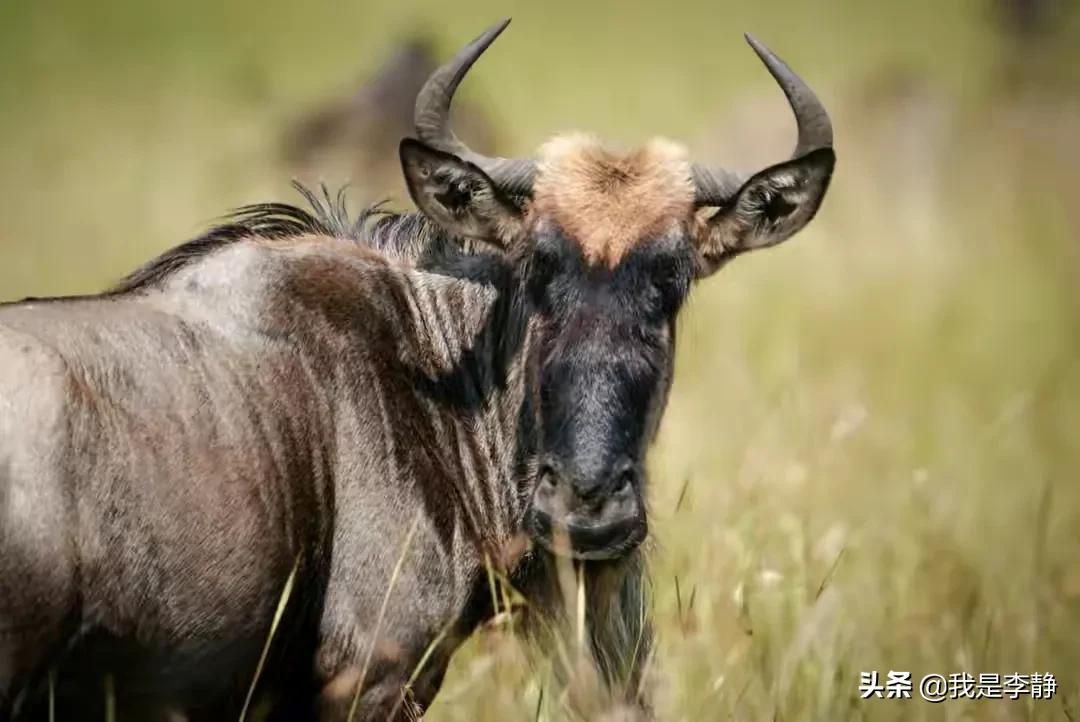 非洲的几内亚与当下的娱乐圈，一个穷的掉渣，一个富的流油