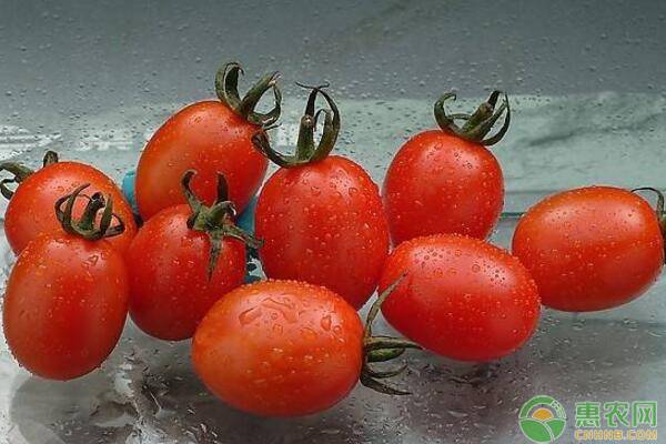 千禧番茄跟樱桃番茄,樱桃番茄跟普通番茄比较怎么样