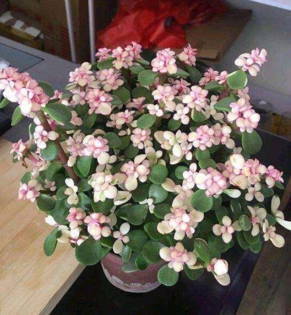 为什么盆栽土会结块,盆栽土容易撒出来怎么办