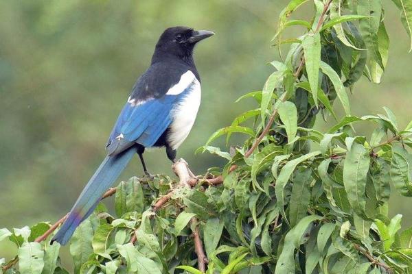 人不吃动物会怎样,为什么老鹰等猛禽不吃喜鹊