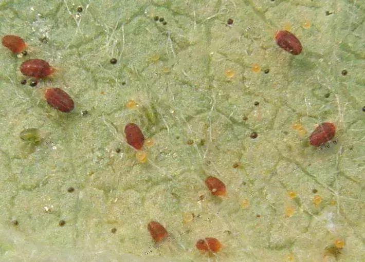 桃树防虫害最有效的方法,桃树害虫最新报道