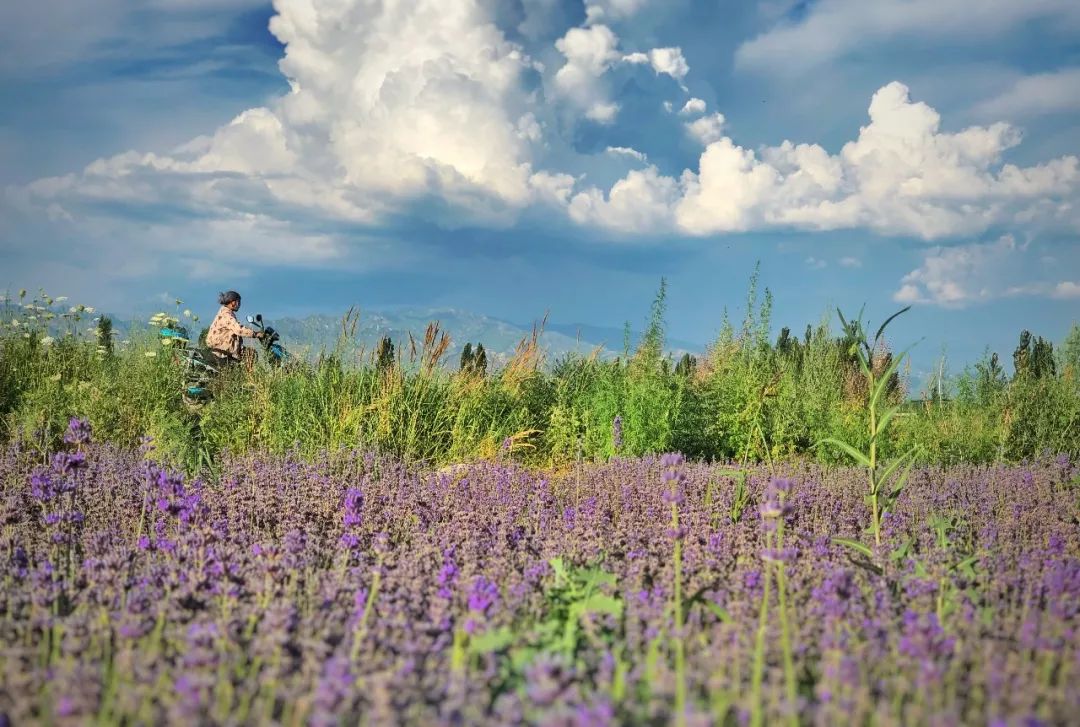 东方普罗旺斯薰衣草,伊犁的薰衣草哪个最大