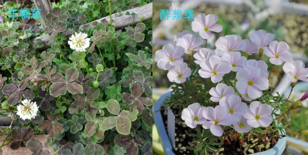 有什么三叶草叶子比花好看,能轻松找到四片叶子的彩叶三叶草