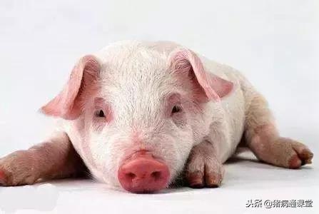 猪黑痢治疗的首选药,猪密螺旋体痢疾的防治方案