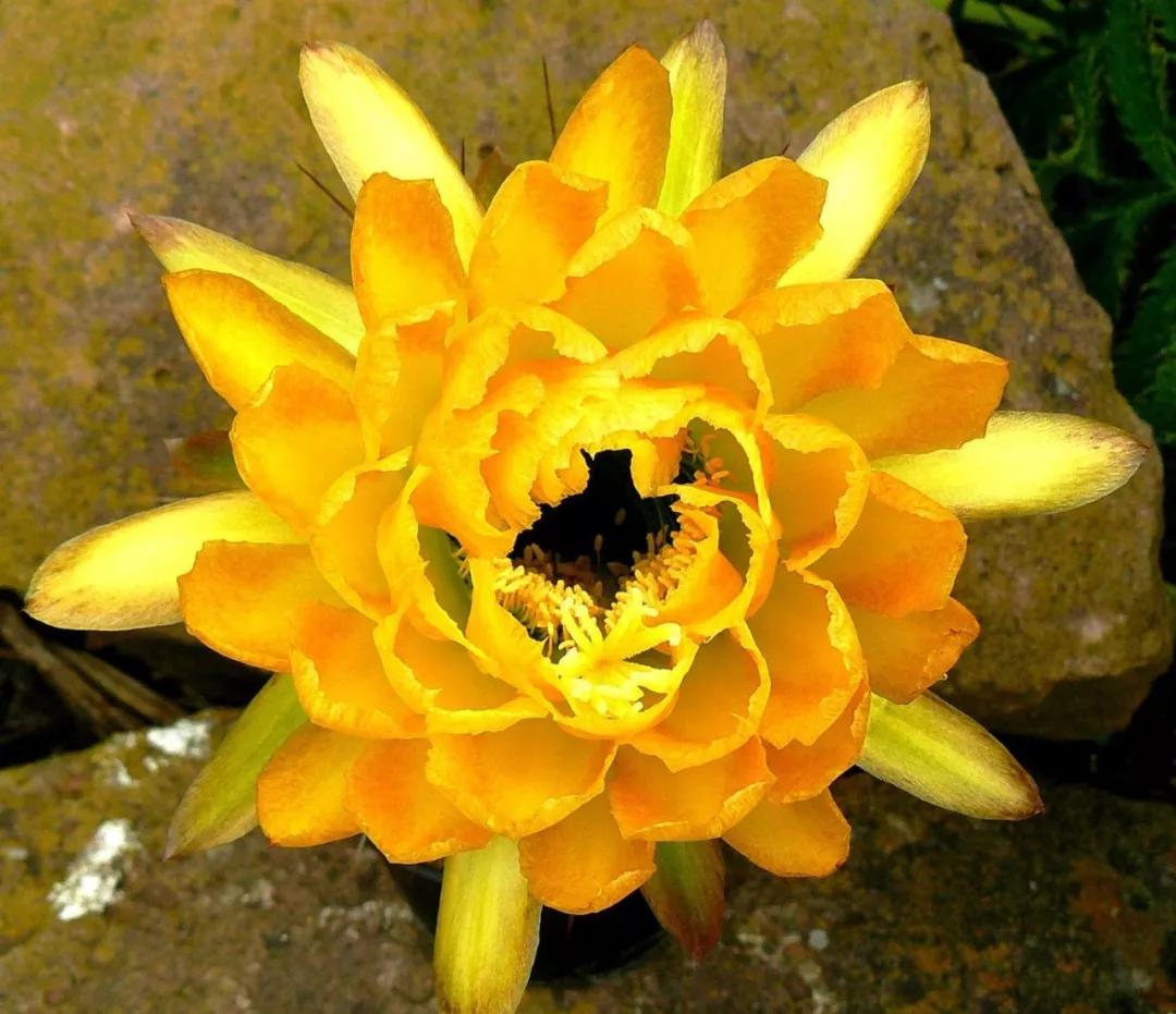 100种仙人球花图片,100种仙人球的品种视频