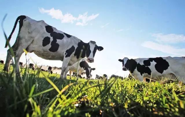 黄金奶源带的国产奶粉品牌,君乐宝国产奶粉奶源