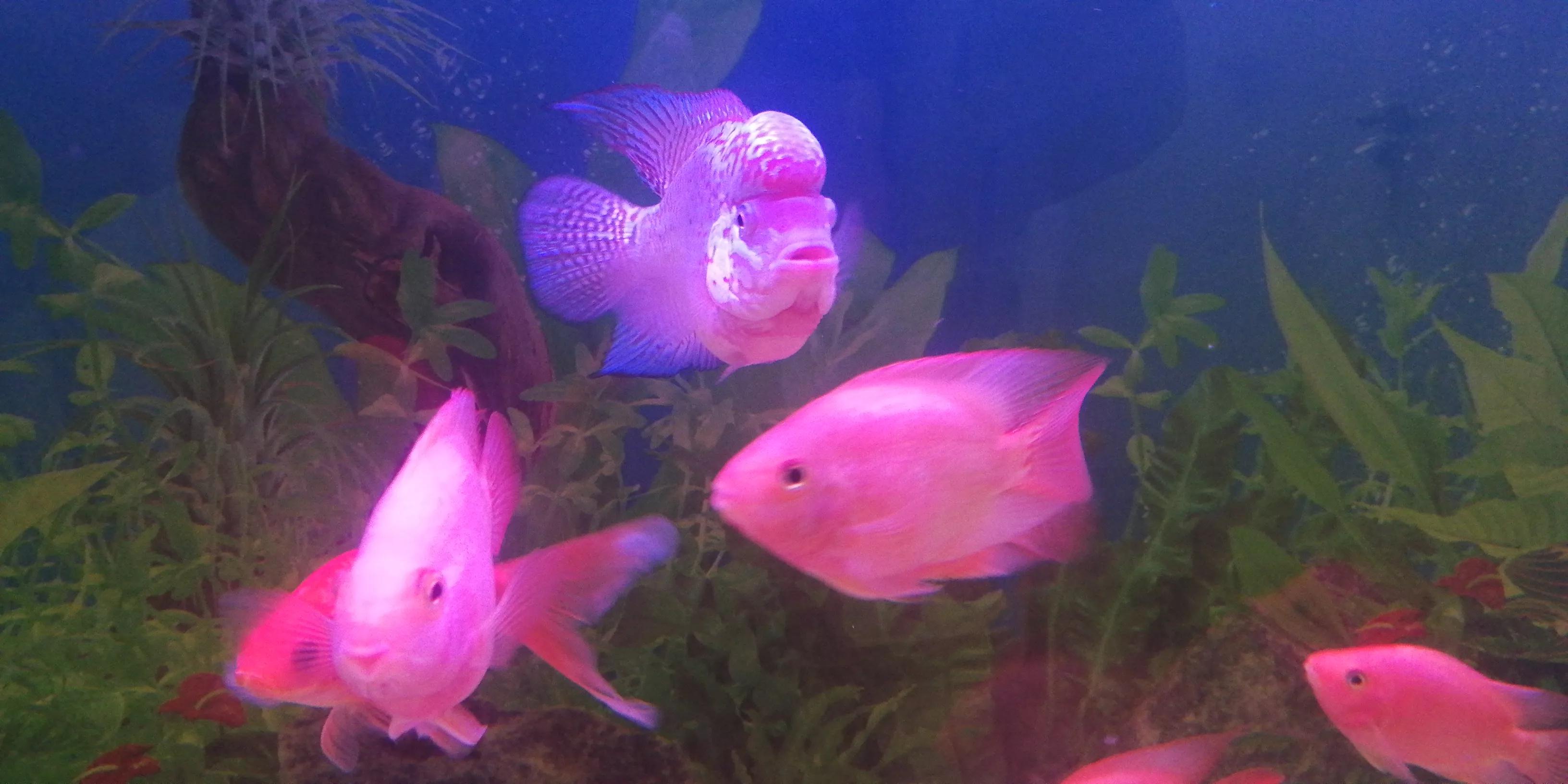 泰金罗汉和鹦鹉鱼混养,罗汉鱼可以和鹦鹉混养吗