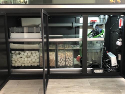 鱼缸长绿藻是硝化细菌没建立好吗,怎么知道鱼缸硝化细菌群建立了