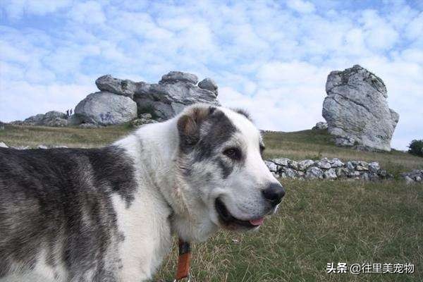 它被土库曼人当成国宝，虽历经几千年演变，原生优良品质依然存在